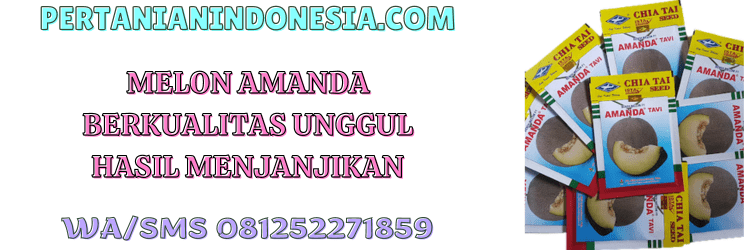 melon,amanda,f1,hibrida,pertanian indonesia